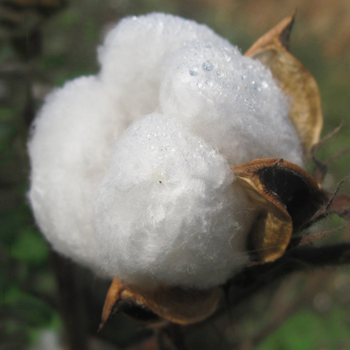 Organic cotton used to quilt the mattress