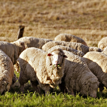 Organic wool used as a natural fire barrier